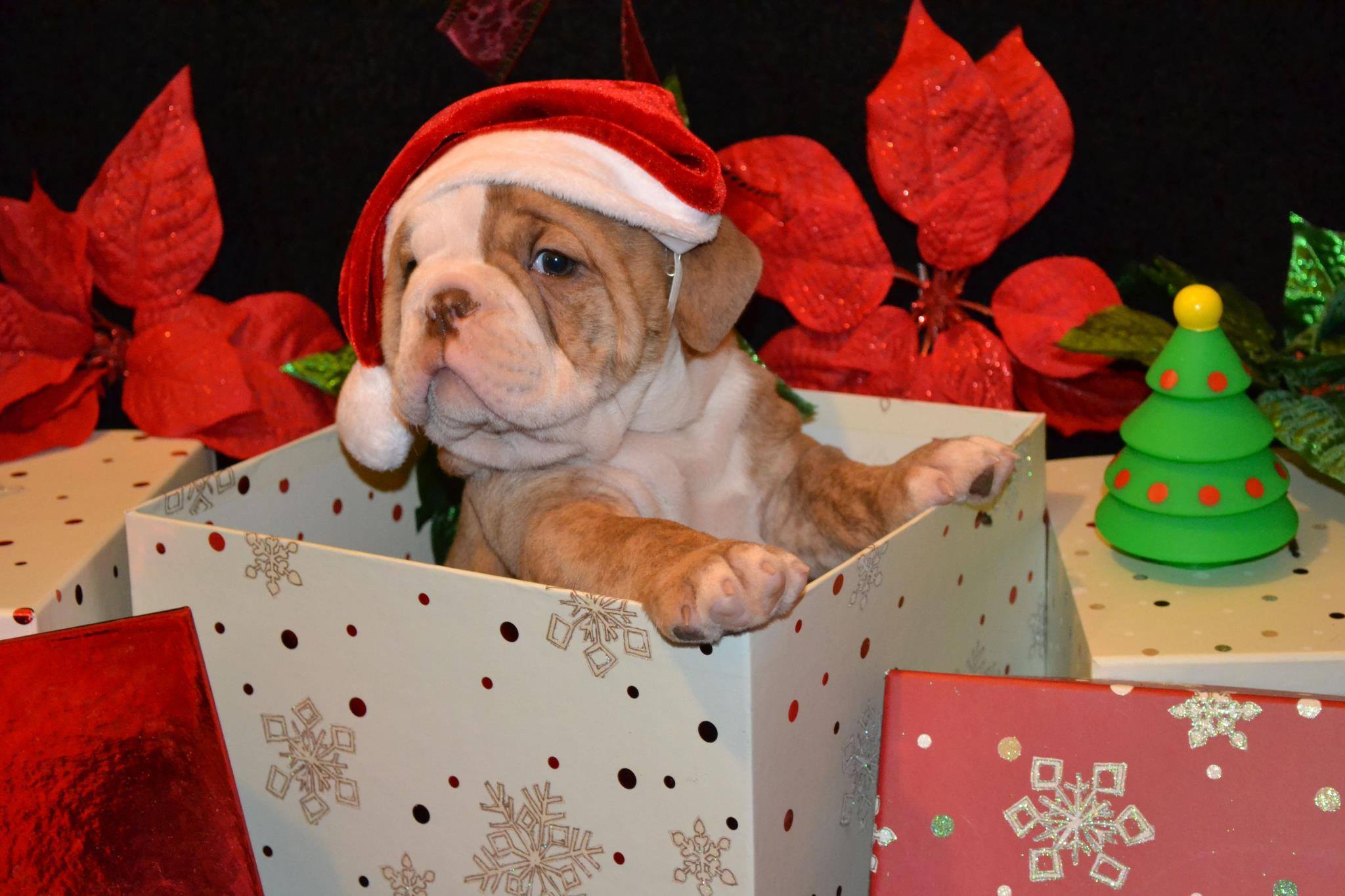 A must read for any new puppy owner | Springs Advertiser